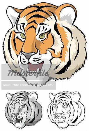Growling tiger, realistic close-up, vector illustration