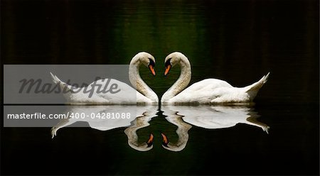 swan love reflection over a beautiful lake