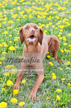 A Hungarian Vizsla dog lies down on some grass that is covered with yellow dandelions.