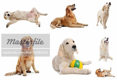golden retriever in front of a white background