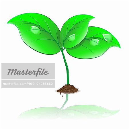 Three young green leaf on white background. Vector Illustration. EPS10