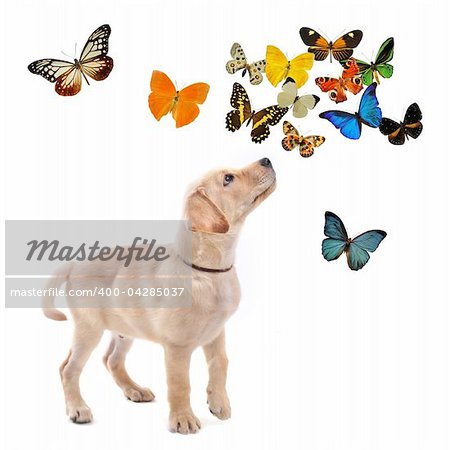 purebred puppy labrador retriever with butterflies in front of white background