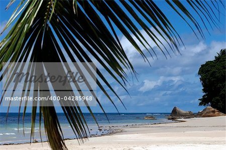 beach and palm tree on Seychelles Island