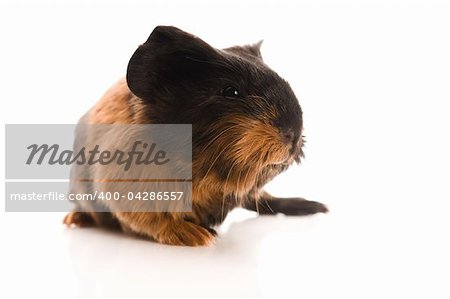 baby guinea pig