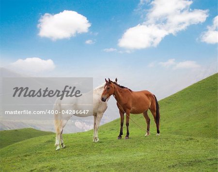 White and brown horses on green grass in summer