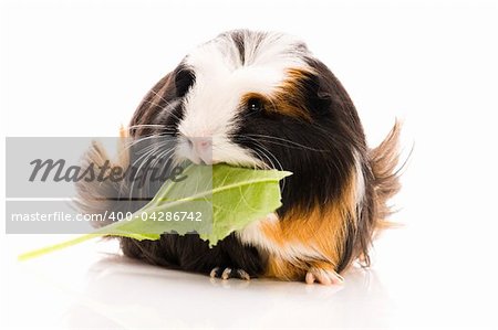 guinea pig isolated on the white background. coronet