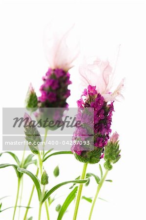 lavender flower on the white background