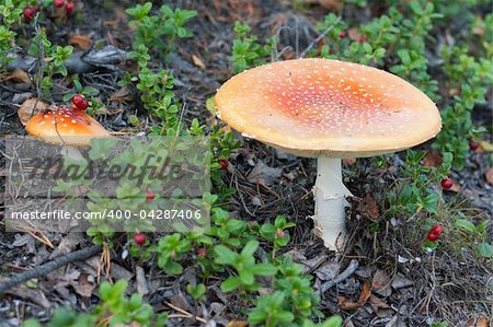 Two poisonous red mushroom in wood on background dry sheet