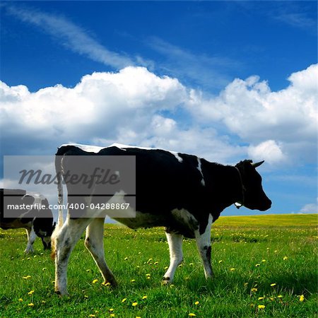 cow on green dandelion field under blue sky