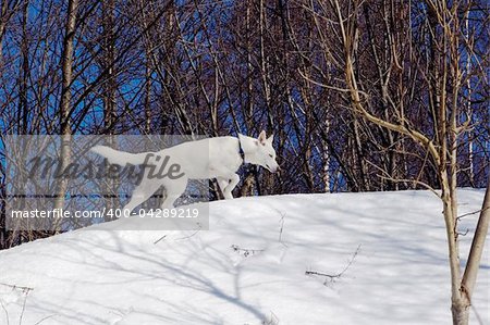 white puppy