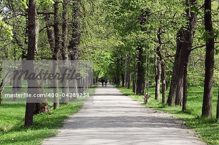 Avenue in park