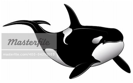 Killer whale, tattoo.