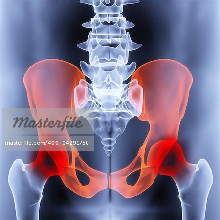 male pelvis under the X-rays. joints are highlighted in red.