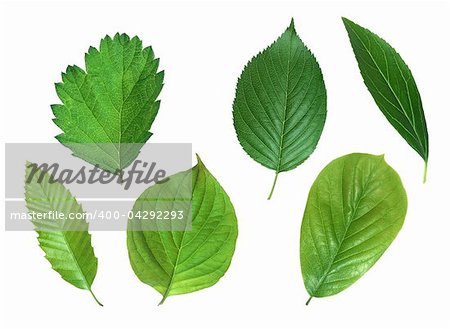 Collection of green spring leaves isolated on white background