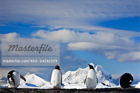 penguins dreaming sitting on a rock, mountains in the background