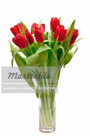 beautiful red tulips in vase