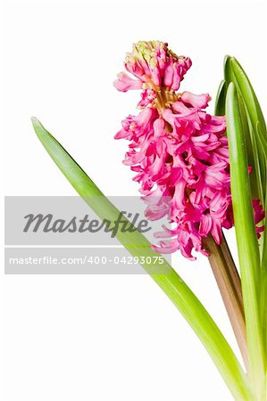 one beautiful  hyacinth on white