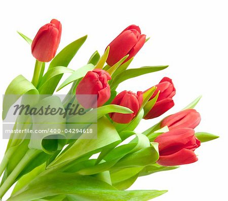 red tulips isolated on white