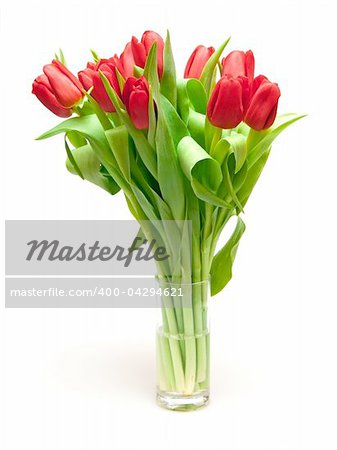 tulips isolated on white