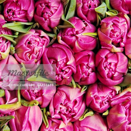 beautiful pink double tulips, background,