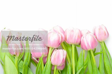 pink tulips on white