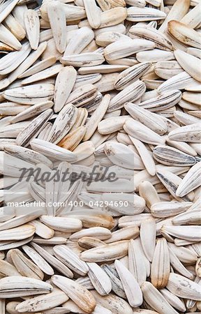 sunflower white seeds, background texture