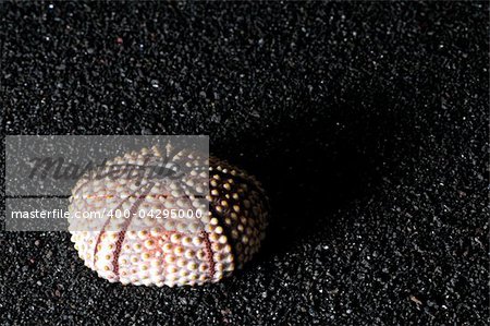 Closeup of sea urchin shell on the black sand of volcanic origin