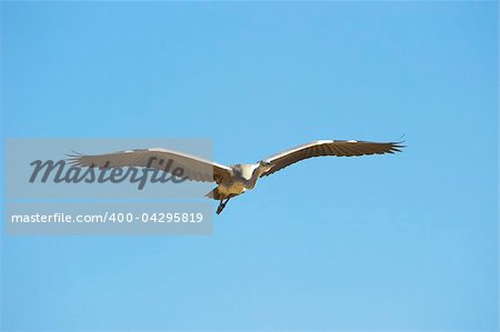 Grey Heron (Ardea Cinerea) in flight against a blue sky in South Africa