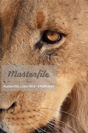 Lion (panthera leo) close-up of the head