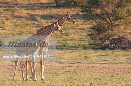 Two giraffe (Giraffa camelopardalis) in nature reserve in South Africa
