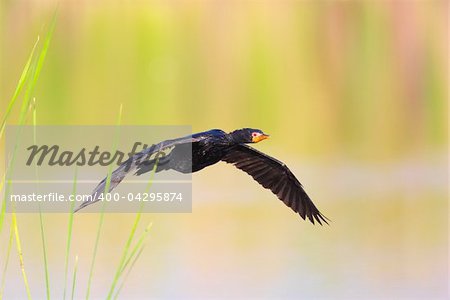 Reed Cormorant (Phalacrocorax africanus) flying  over the water in South Africa