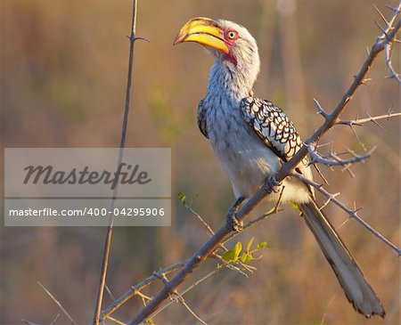 Southern Yellow-billed hornbill (tockus leucomelas) sitting on the branch in South Africa