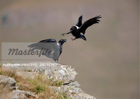 White-necked Ravens (Corvus albicollis) fighting on top of a hill in South Africa