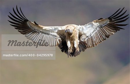 The Cape Griffon or Cape Vulture (Gyps coprotheres) flying in South Africa. It is an Old World vulture in the Accipitridae family