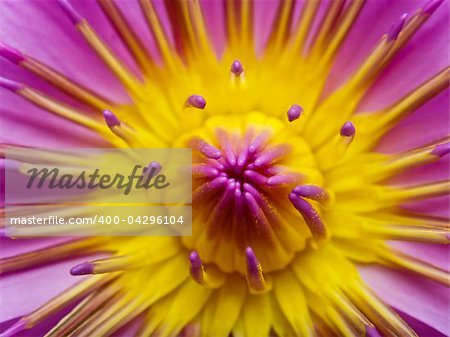 close up of pink lotus (Waterlily)