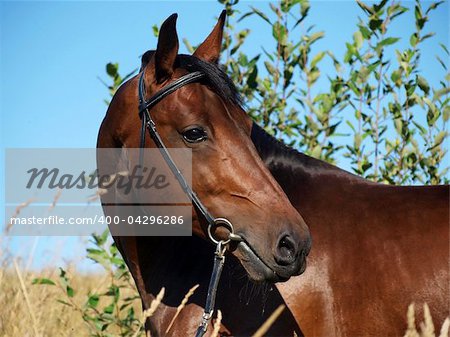 portrait of bay horse outdoor sunny day