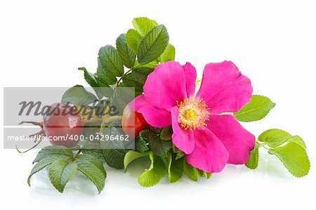 fruit and flower wild rose on a white background