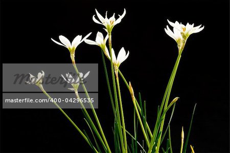 beautiful white flower on a black background