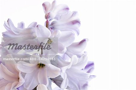 blue flowers of Hyacinthus isolated on white background