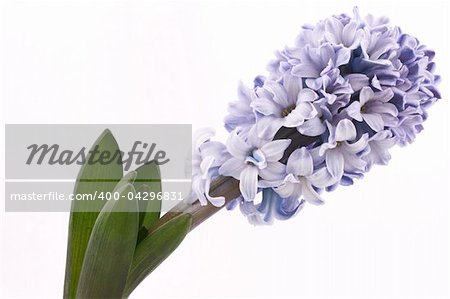 blooming hyacinth  isolated  on a white background