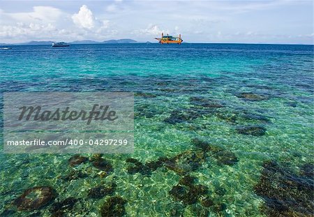 Beautiful coral can view with clear water