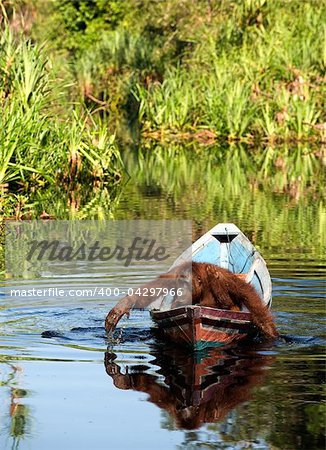 Borneo the pirate. The orangutan floats in a boat, rowing with hands, as oars. Borneo, Indonesia.