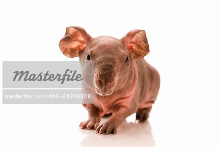 skinny guinea pig on the white