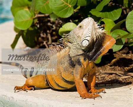 Male iguana doing a mating dance and raising its head to expose its plumage