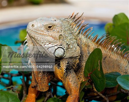 Close up image of the eye of an iguana with scaly neck and mouth
