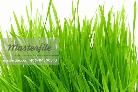 green grass on a white background