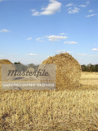 golden straw bales in the field after wheat harvesting