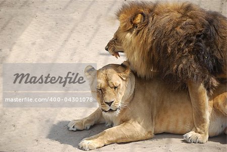 Wild lions. Lions in a zoo. Force and beauty of the nature.