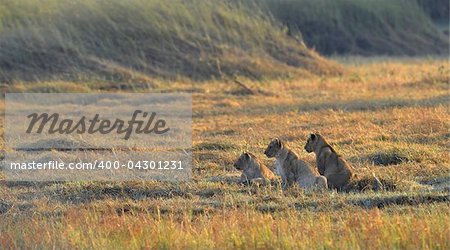 Young lions wait mum from hunting. A yellow grass. The morning sun.