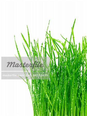 green grass isolated on a white background